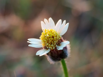 Close-up of white flower