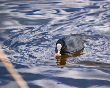 Duck swimming in lake