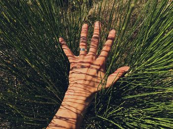 Close-up of hand on field