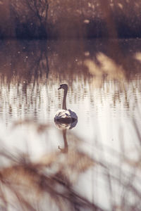 High angle view of bird standing in lake