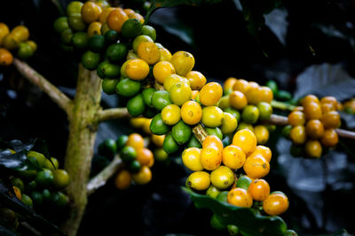 Freshness of coffee beans arabica and water drops on tree in north of thailand