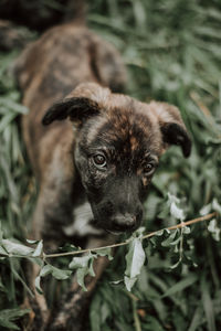 Close-up portrait of a dog