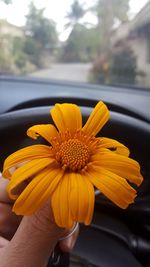 Close-up of cropped hand holding flower