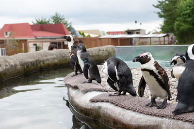 View of penguins by lake against buildings