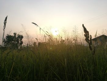 Close-up of grass against sky during sunset