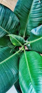 Close-up of green leaves on plant