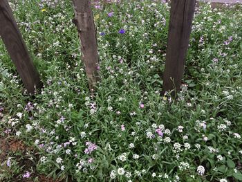 Flowers growing on tree