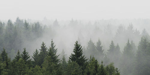 Panoramic view of pine trees against sky