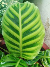 Close-up of green leaf