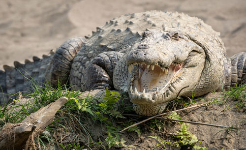 Close-up of animal on land