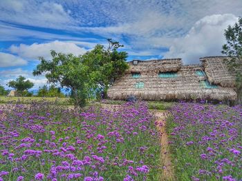 Purple flowers growing on field by barn against cloudy sky