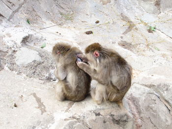 High angle view of monkeys sitting on rock