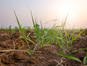 Close-up of crops growing on field against sky