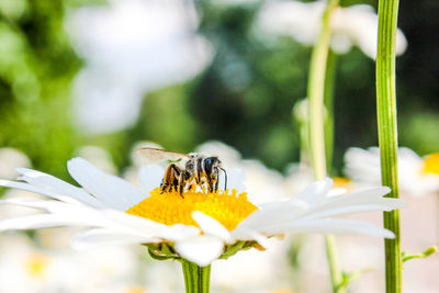 Close-up of bee on flower