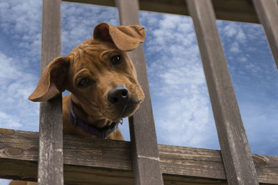 Close-up portrait of dog on wood against sky