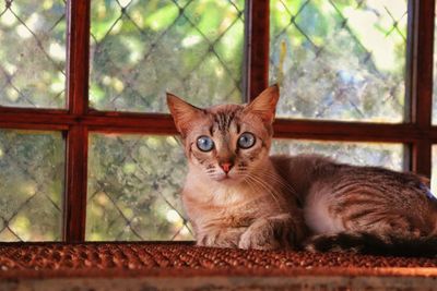 Portrait of cat sitting on window