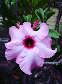 Close-up of pink rose flower