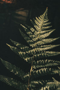 Close-up of fern leaves