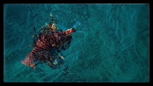 Close-up of fish swimming in sea