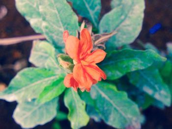 Close-up of flower blooming outdoors