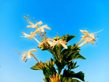 Low angle view of flowering plant against blue sky