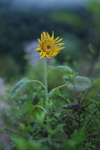 Close-up of yellow flowering plant