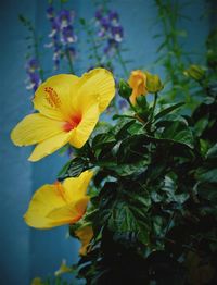 Close-up of yellow flowers blooming outdoors