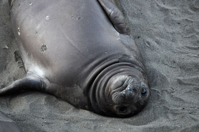 Close-up of sea lion