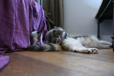 Close-up of dog relaxing at home