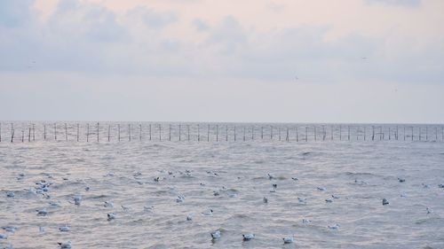 View of birds on beach against sky