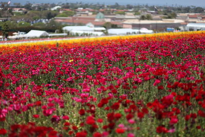 Close-up of red flowering plants on land