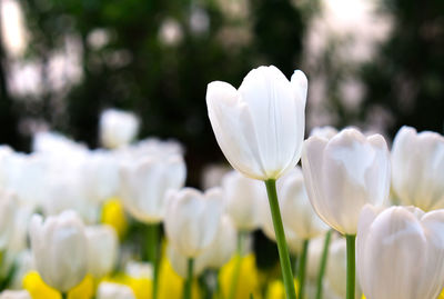 Close-up of white flowering plant