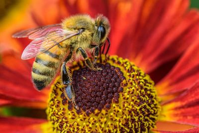 Honey bee sucking flower