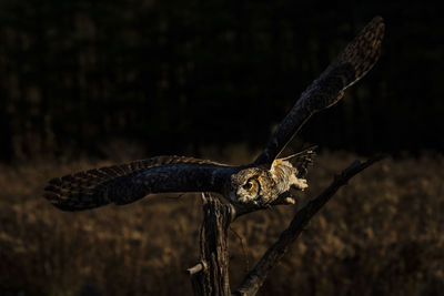 A trained great horned owl in flight. bubo virginianus