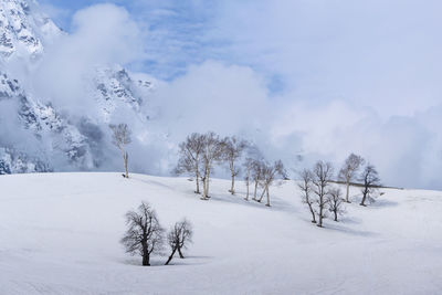 Trees on snow covered field against sky