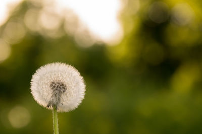 Close-up of dandelion against blurred background