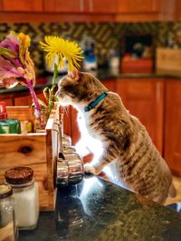 Cat sitting on table