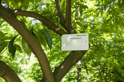 Cocculus laurifolius tree in botanic garden in batumi