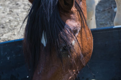 horse