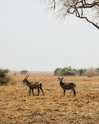 Horses in a field