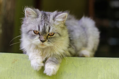 Close-up portrait of a cat