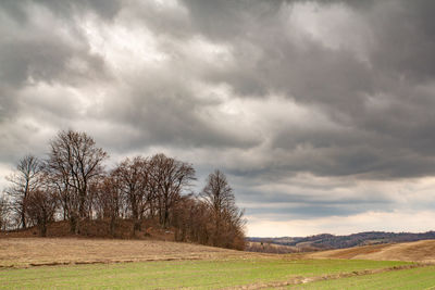 Trees on field against sky