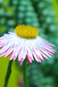 Close-up of pink flower