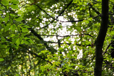 Low angle view of trees in forest