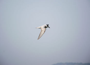 Low angle view of seagull flying in sky