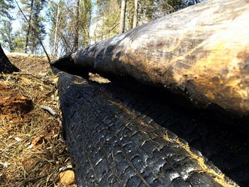 Surface level of tree trunk