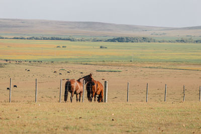 Horses in a field