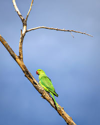 Indian ring-necked parakeet parrot on dry tree branch with  blue sky background.