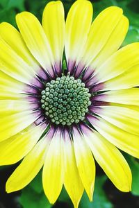 Close-up of yellow flower blooming outdoors