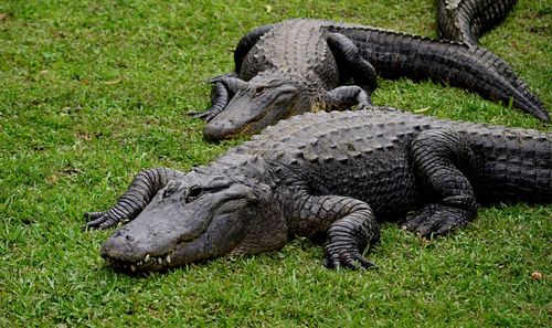 Alligators in florida